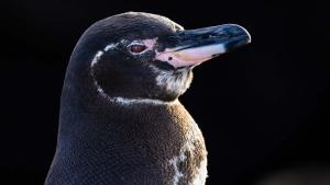 Secrets of the Penguin photo
