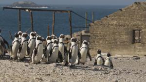 Secrets of the Penguin photo