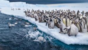 Secrets of the Penguin photo