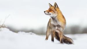 Transylvania's Wild Side photo