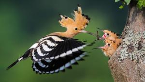 Transylvania's Wild Side photo