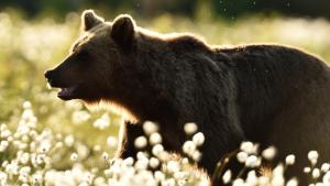 Transylvania's Wild Side photo