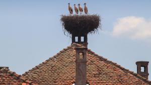 Transylvania's Wild Side photo