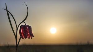 Transylvania's Wild Side photo