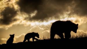 Transylvania's Wild Side photo