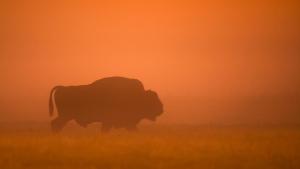 Transylvania's Wild Side photo