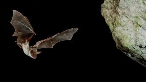 Transylvania's Wild Side photo