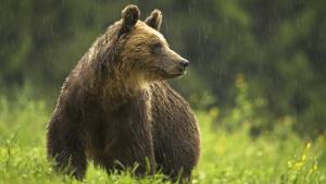 Transylvania's Wild Side photo