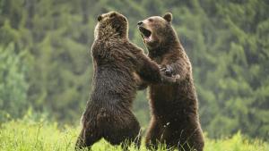 Transylvania's Wild Side photo