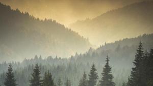 Transylvania's Wild Side photo