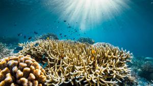 Ocean with David Attenborough gallery photo