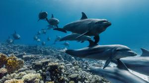 Ocean with David Attenborough gallery photo