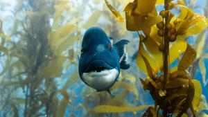Ocean with David Attenborough gallery photo