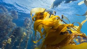 Ocean with David Attenborough gallery photo