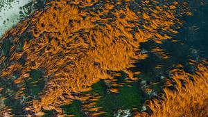 Ocean with David Attenborough gallery photo