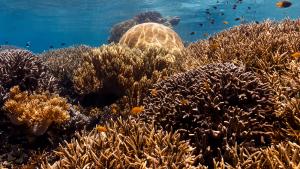 Ocean with David Attenborough gallery photo