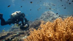 Ocean with David Attenborough gallery photo