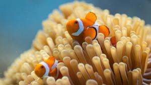 Ocean with David Attenborough gallery photo