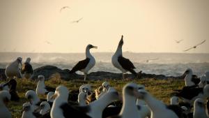 Ocean with David Attenborough gallery photo