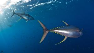 Ocean with David Attenborough gallery photo