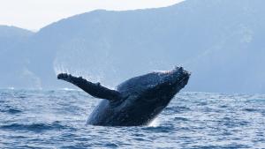 Ocean with David Attenborough gallery photo