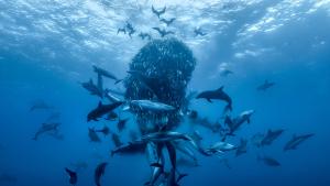 Ocean with David Attenborough gallery photo