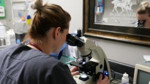 Heartland Docs, DVM photo