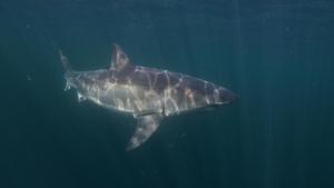 Sharks of the North photo