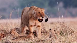 Katavi - Africa's Fallen Paradise photo