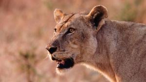Katavi - Africa's Fallen Paradise photo