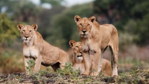 Katavi - Africa's Fallen Paradise photo