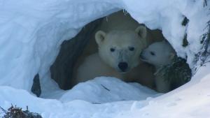 Incredible Animal Journeys: Compilation Season photo
