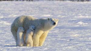 Incredible Animal Journeys: Compilation Season photo