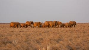 Incredible Animal Journeys: Compilation Season photo