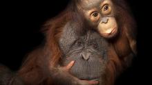 Photo Ark: Rarest Creatures show