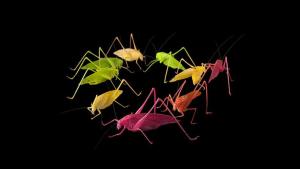 Photo Ark: Rarest Creatures photo