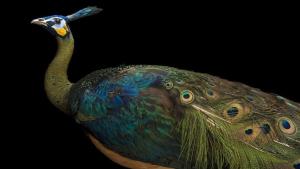 Photo Ark: Rarest Creatures photo