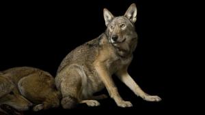 Photo Ark: Rarest Creatures photo