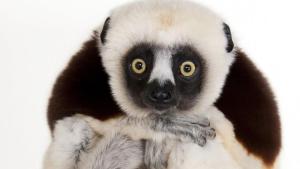 Photo Ark: Rarest Creatures photo