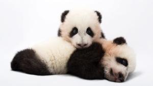 Photo Ark: Rarest Creatures photo