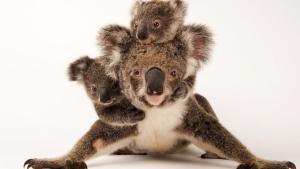 Photo Ark: Rarest Creatures photo