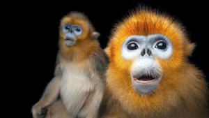 Photo Ark: Rarest Creatures photo