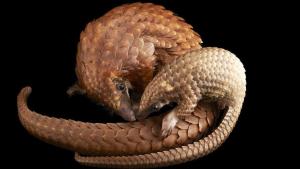 Photo Ark: Rarest Creatures photo