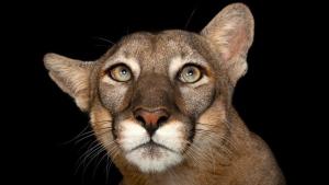Photo Ark: Rarest Creatures photo