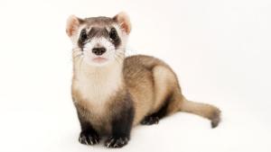 Photo Ark: Rarest Creatures photo
