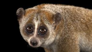 Photo Ark: Rarest Creatures photo