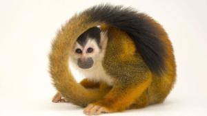 Photo Ark: Rarest Creatures photo