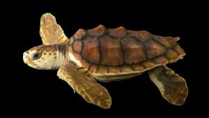 Photo Ark: Rarest Creatures photo