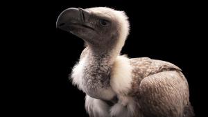 Photo Ark: Rarest Creatures photo