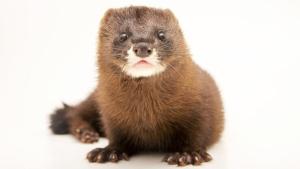 Photo Ark: Rarest Creatures photo